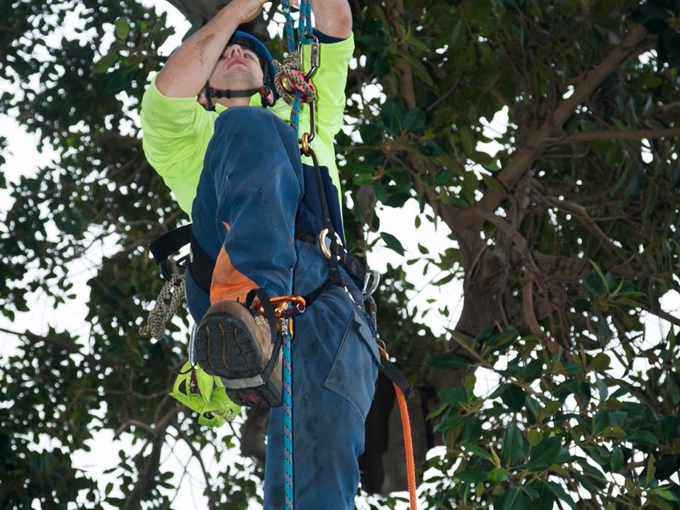 Qualified arborist working in a mature tree during an Enviro Trees UK survey in Carmarthenshire