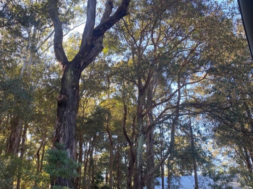 Mature trees in Carmarthenshire parkland with a property visible in the background